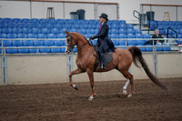 2019 Morgan Horse Show - Sept 01, 2019 - 11884