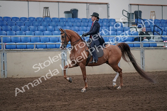 2019 Morgan Horse Show - Sept 01, 2019 - 11884