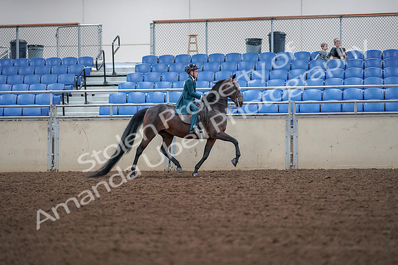 2019 Morgan Horse Show - Aug 30, 2019 - 18069