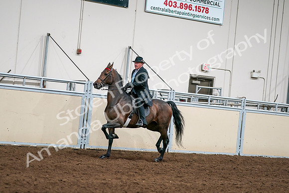 2020 - AB Morgan Horse - Sat, Sept 05 - 08115