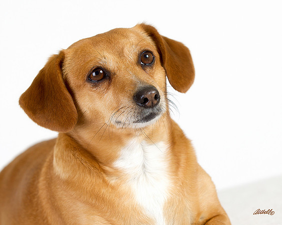 Dogs and Cats - 021