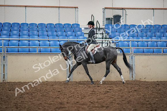 2019 Morgan Horse Show - Aug 30, 2019 - 23111