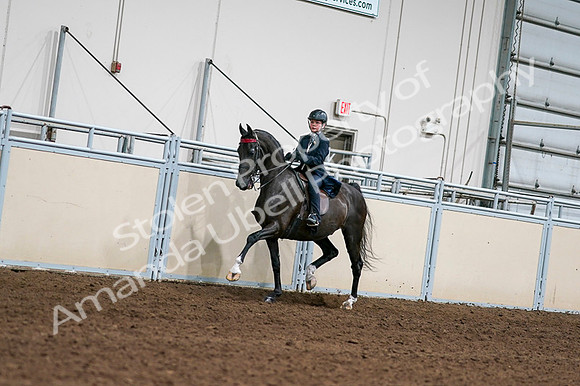 2020 - AB Morgan Horse - Fri, Sept 04 - 03198