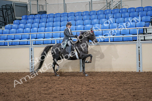 2020 - AB Morgan Horse - Sat, Sept 05 - 13940