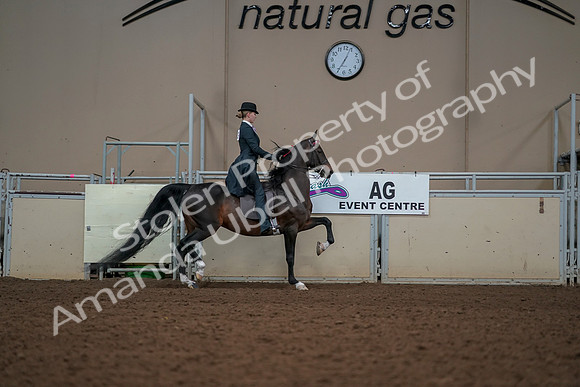 2019 Morgan Horse Show - Aug 30, 2019 - 25266
