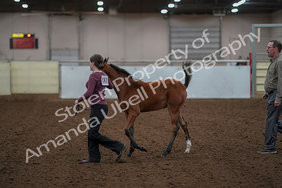 2019 Morgan Horse Show - Aug 30, 2019 - 24801
