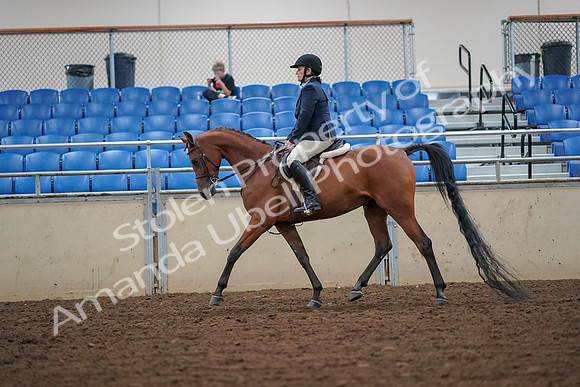2019 Morgan Horse Show - Aug 30, 2019 - 16264