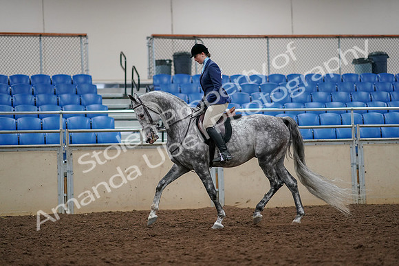 2019 Morgan Horse Show - Aug 30, 2019 - 22274