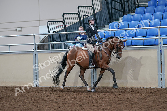 2020 - AB Morgan Horse - Fri, Sept 04 - 06102