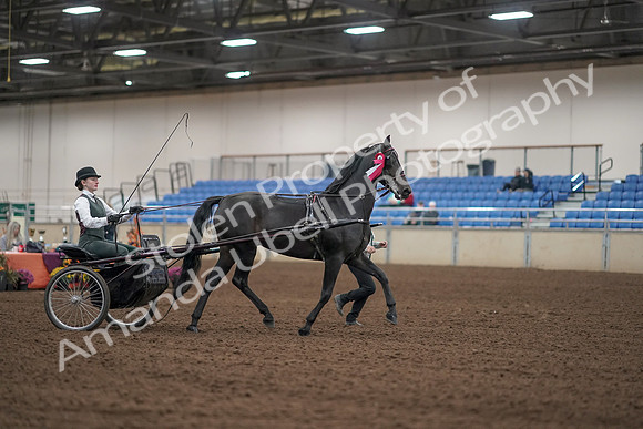 2019 Morgan Horse Show - Aug 31, 2019 - 04811