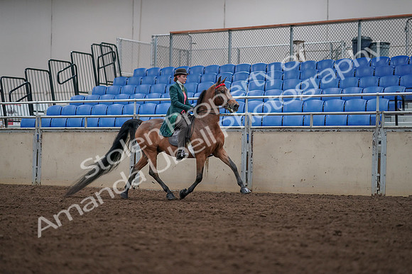 2019 Morgan Horse Show - Sept 01, 2019 - 13341