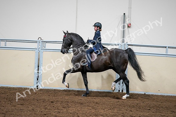 2020 - AB Morgan Horse - Fri, Sept 04 - 03259