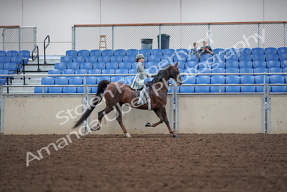 2019 Morgan Horse Show - Aug 30, 2019 - 18018