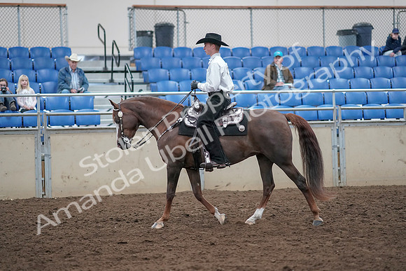 2019 Morgan Horse Show - Aug 31, 2019 - 14118