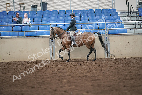 2019 Morgan Horse Show - Aug 30, 2019 - 20045