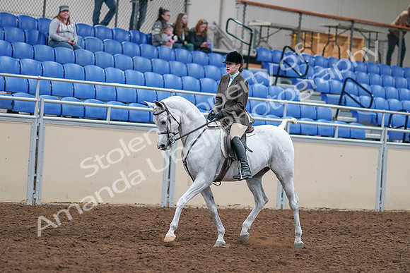 2020 - AB Morgan Horse - Sat, Sept 05 - 14232