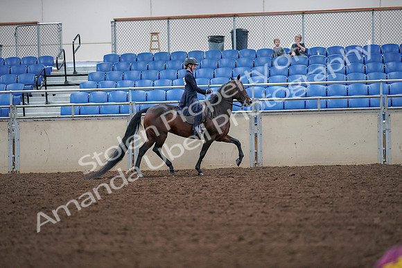 2019 Morgan Horse Show - Aug 30, 2019 - 18045