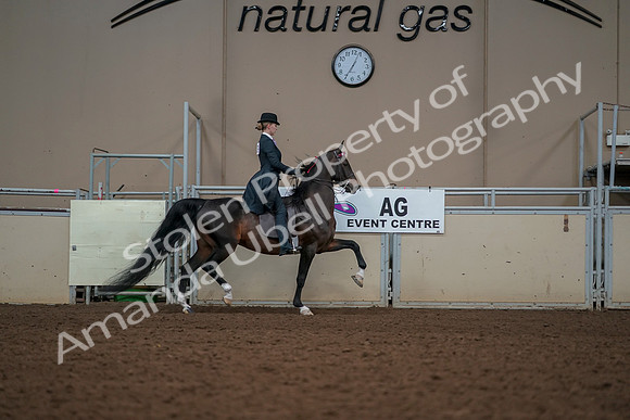 2019 Morgan Horse Show - Aug 30, 2019 - 25267