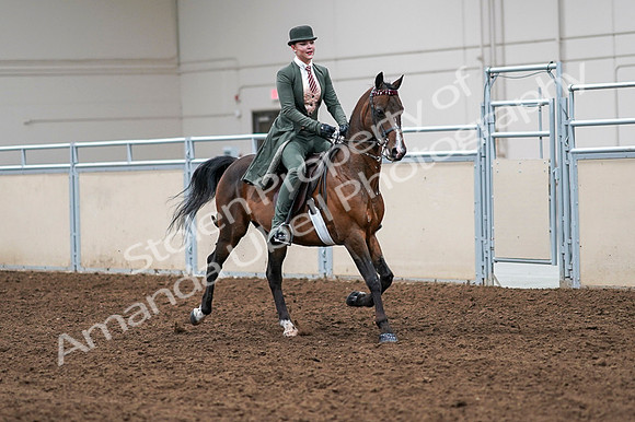 2020 - AB Morgan Horse - Fri, Sept 04 - 03404