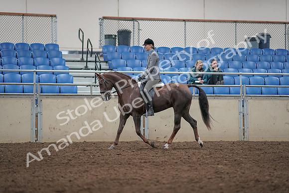 2019 Morgan Horse Show - Aug 31, 2019 - 07255