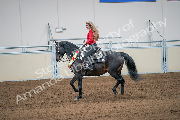 2020 - AB Morgan Horse - Sat, Sept 05 - 10408