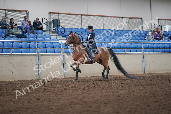 2019 Morgan Horse Show - Aug 31, 2019 - 19913