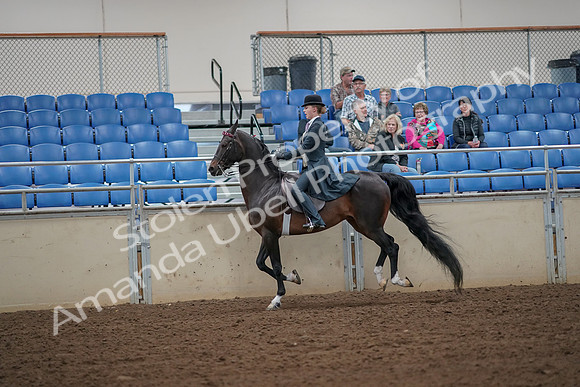 2019 Morgan Horse Show - Aug 30, 2019 - 25183