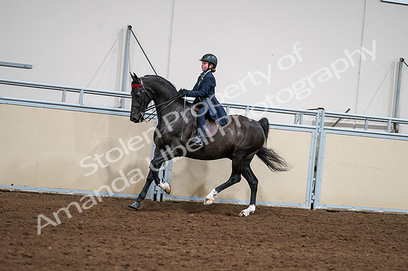2020 - AB Morgan Horse - Fri, Sept 04 - 03056