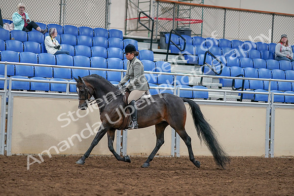 2020 - AB Morgan Horse - Sat, Sept 05 - 14326