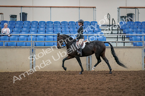 2019 Morgan Horse Show - Aug 30, 2019 - 23315