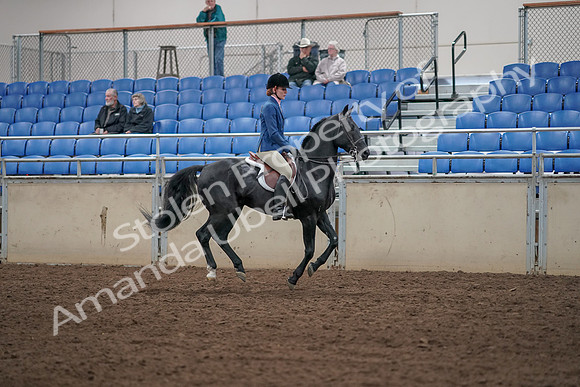 2019 Morgan Horse Show - Aug 31, 2019 - 07518