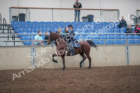 2019 Morgan Horse Show - Aug 31, 2019 - 08591