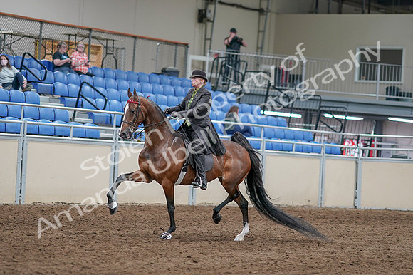 2020 - AB Morgan Horse - Fri, Sept 04 - 09528