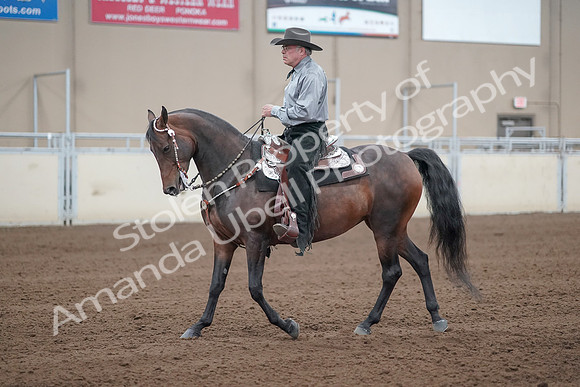 2019 Morgan Horse Show - Sept 01, 2019 - 07221