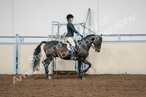 2020 - AB Morgan Horse - Sat, Sept 05 - 14574