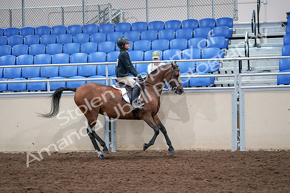 2020 - AB Morgan Horse - Fri, Sept 04 - 02130