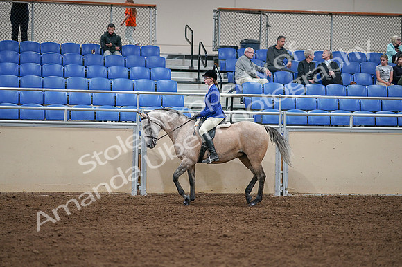 2020 - AB Morgan Horse - Fri, Sept 04 - 10343