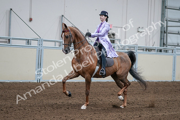 2020 - AB Morgan Horse - Fri, Sept 04 - 05016
