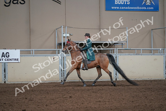 2019 Morgan Horse Show - Sept 01, 2019 - 13190