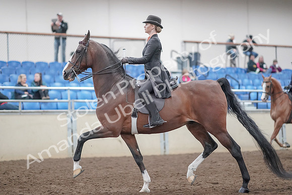 2019 Morgan Horse Show - Aug 31, 2019 - 08540