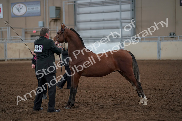 2019 Morgan Horse Show - Aug 30, 2019 - 25569
