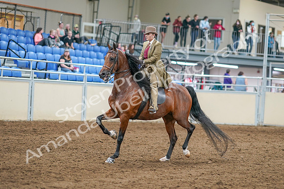 2020 - AB Morgan Horse - Sat, Sept 05 - 07943