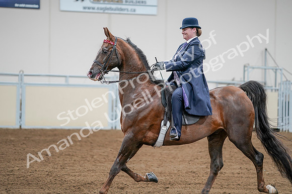 2020 - AB Morgan Horse - Fri, Sept 04 - 08225