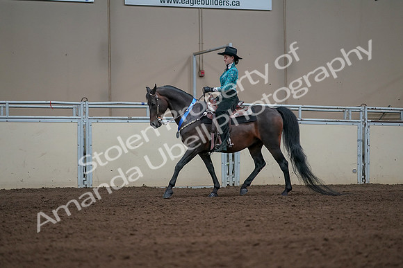 2019 Morgan Horse Show - Sept 01, 2019 - 07303