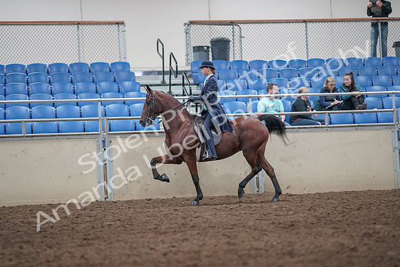2019 Morgan Horse Show - Aug 31, 2019 - 08714