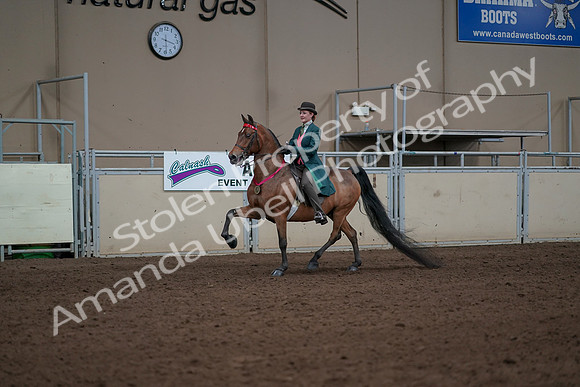 2019 Morgan Horse Show - Sept 01, 2019 - 13456