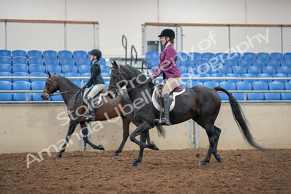 2019 Morgan Horse Show - Aug 30, 2019 - 23339