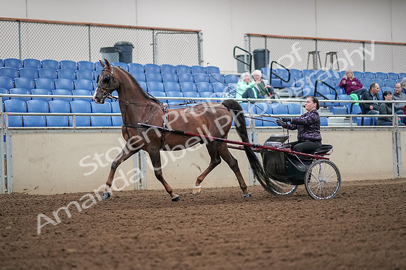 2019 Morgan Horse Show - Aug 30, 2019 - 13165