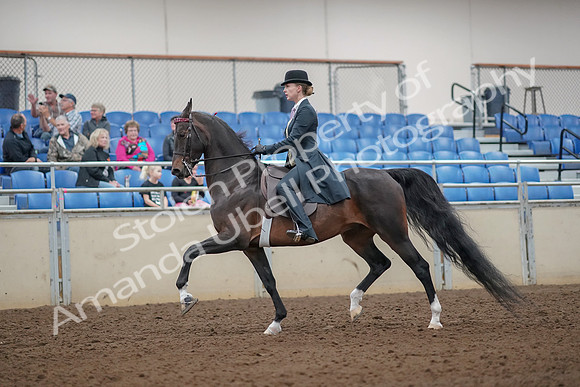2019 Morgan Horse Show - Aug 30, 2019 - 25002