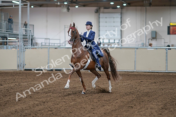 2020 - AB Morgan Horse - Sat, Sept 05 - 06059